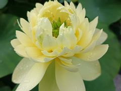 -云溪植物园