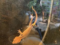-上海大自然野生昆虫馆(东方明珠·爬宠昆虫探索中心)