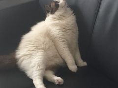 -Bastet sally猫舍购宠(静安店)