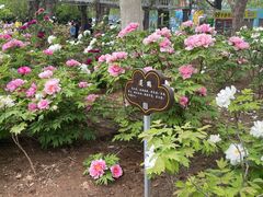 -洛阳市隋唐城遗址植物园