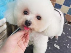 -派多格宠物·购宠(靛厂路店)