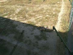 -新疆天山野生动物园