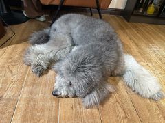-沏点Trattoria意大利餐厅(新街口店)