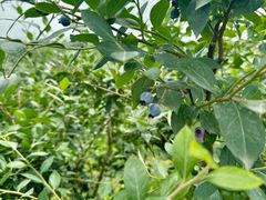 -金谷域澳洲庄园