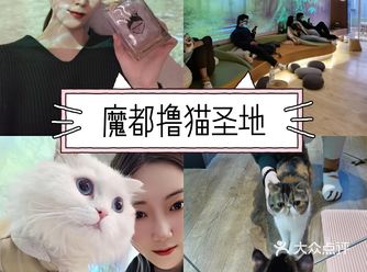 上海探店｜被猫咪包围的下午有多美好