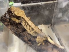 -酷以爬仙阁实体爬宠店·守宫·蜥蜴·专业繁育