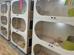 -青奢宠物·青奢猫舍