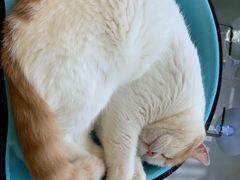 -猫在这儿猫咪咖啡馆·撸猫馆