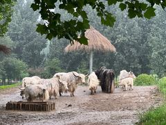 -北京野生动物园