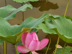 -大兴滨河森林公园