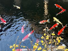 -鲤院·新中式美学·庭院餐厅(夫子庙店)