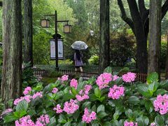 -上海醉白池公园