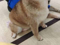 -逗柴咖啡屋·狗咖猫咖宠物桌游