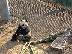 -沈阳森林动物园
