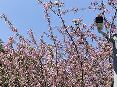 -范蠡湖公园