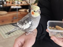 -吉丁鸟咖·异宠·寄养