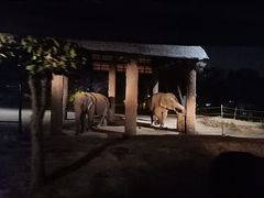 -清迈夜间动物园