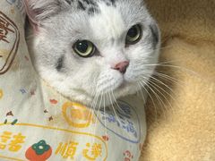 -半岛宠物医院24小时(科华中路店)