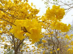 -天适樱花悠乐园
