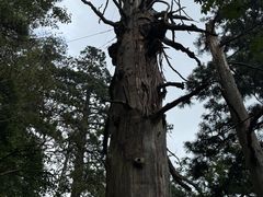 -天目山大树王景区