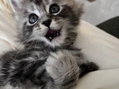 -欣宠猫屋·矮脚拿破仑·蓝金金渐层