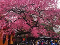 -佬钱湾仔(衣裳街店)