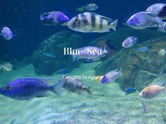 -江和美海洋公园
