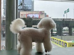 -帕帕拉兹宠物(亚洲旗舰店)