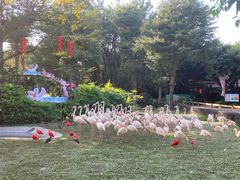 -广州长隆飞鸟乐园