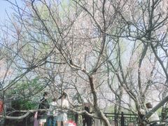 -桃花堤公园