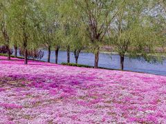 -羊亭河湿地公园