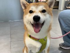 -伟伟宠物医院·CT影像中心·瑞派犬猫综合性门诊(汉口总院)