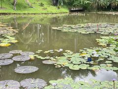 -中国科学院西双版纳热带植物园