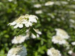 -陆家嘴中心绿地