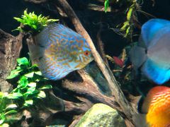 -迪拜水族馆及水下动物园