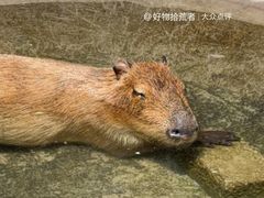 -廊坊固安福朋喜来登酒店