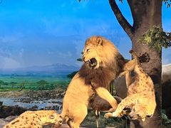 -国家自然博物馆