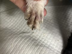-艾吉宠物医院·疑难杂症转诊中心·猫友好(碧江路院)