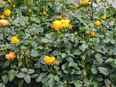 -洋洋广场(南街店)