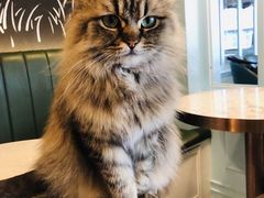 -遇见羊驼·奶狗咖·布偶猫咖·法斗柯基柴犬阿拉斯加(春熙路太古里IFS店)