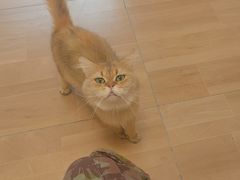 -唐小姐の私宠·宠物洗护美容·撸猫馆·购宠(周浦万达旗舰店)