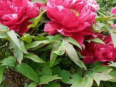 -莲花池公园