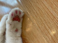 -momokira米努特·德文卷毛猫·棉花面纱犬