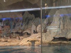 -帝企鹅自助餐厅•儿童岛•真企鹅(长隆企鹅酒店)