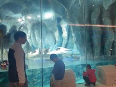 -帝企鹅自助餐厅•儿童岛•真企鹅(长隆企鹅酒店)