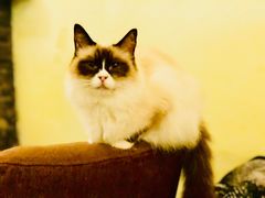 -猫色咖啡·猫咖