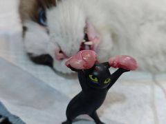 -萌兽医馆·宠物医院·猫骨科(创景店)