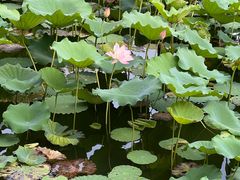 -荔湾湖公园