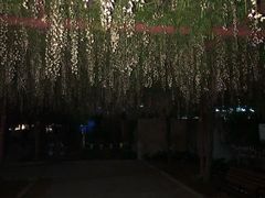 -嘉定紫藤园