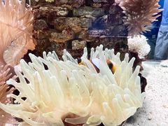 -太平洋海底世界